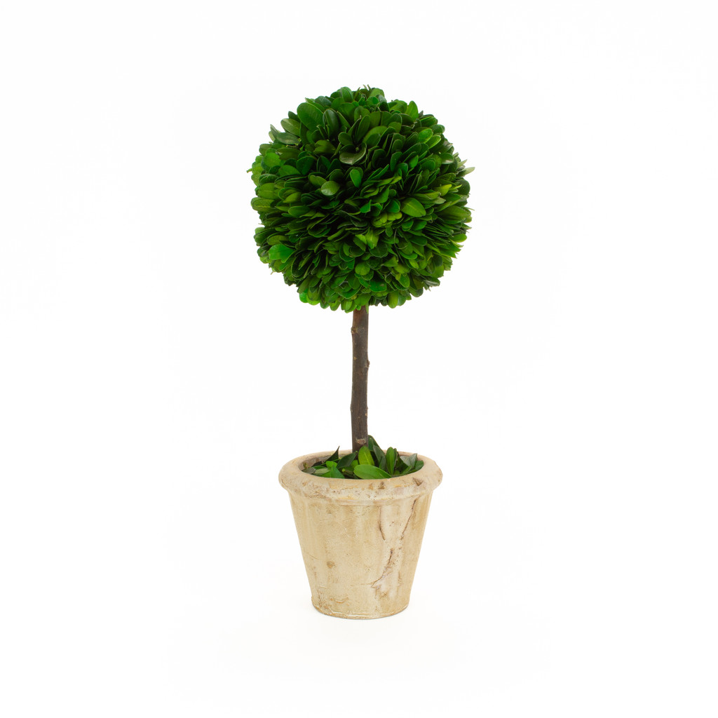 Set of 2 Preserved Boxwood Ball Topiaries - 5" X 12"