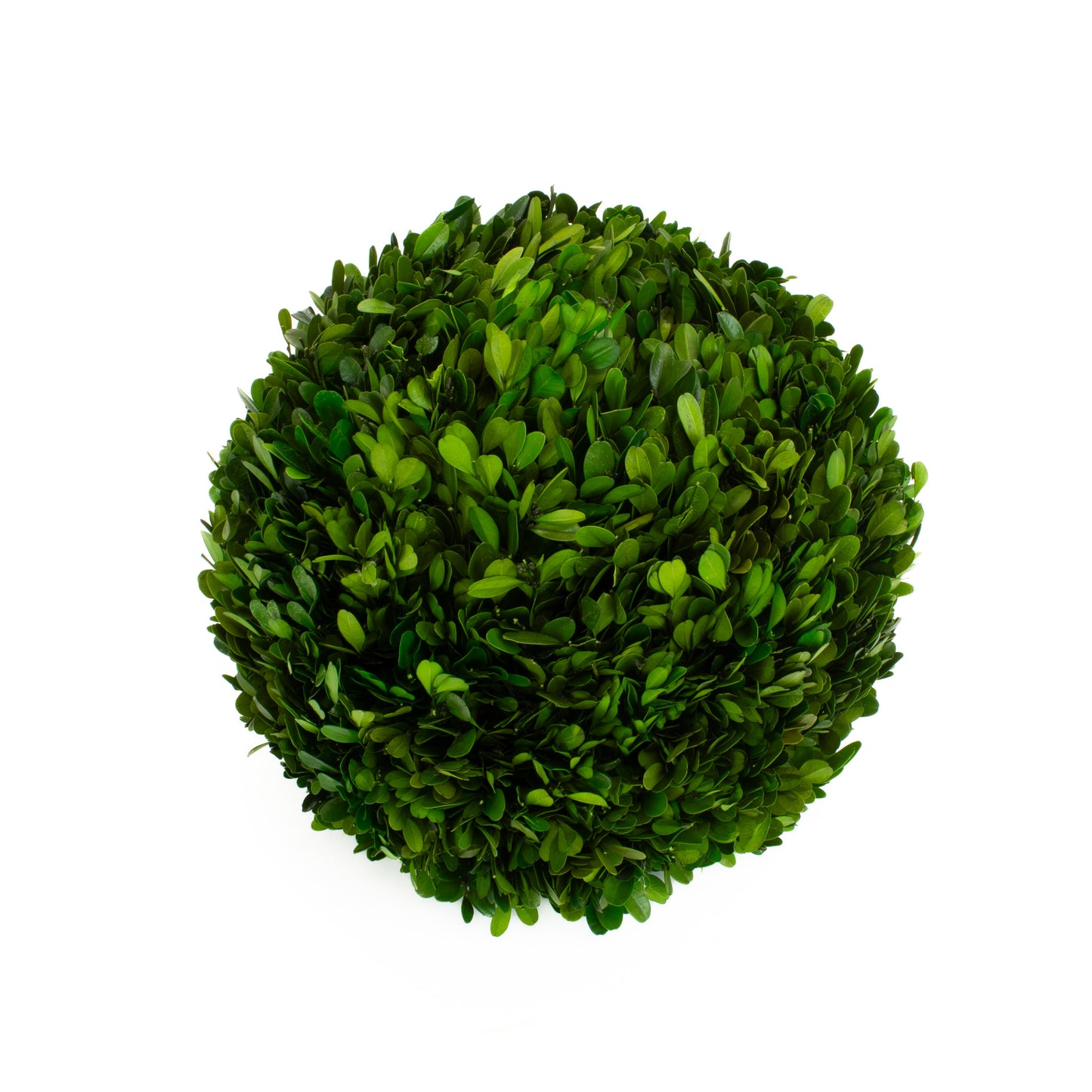 Preserved Boxwood Ball - 12"