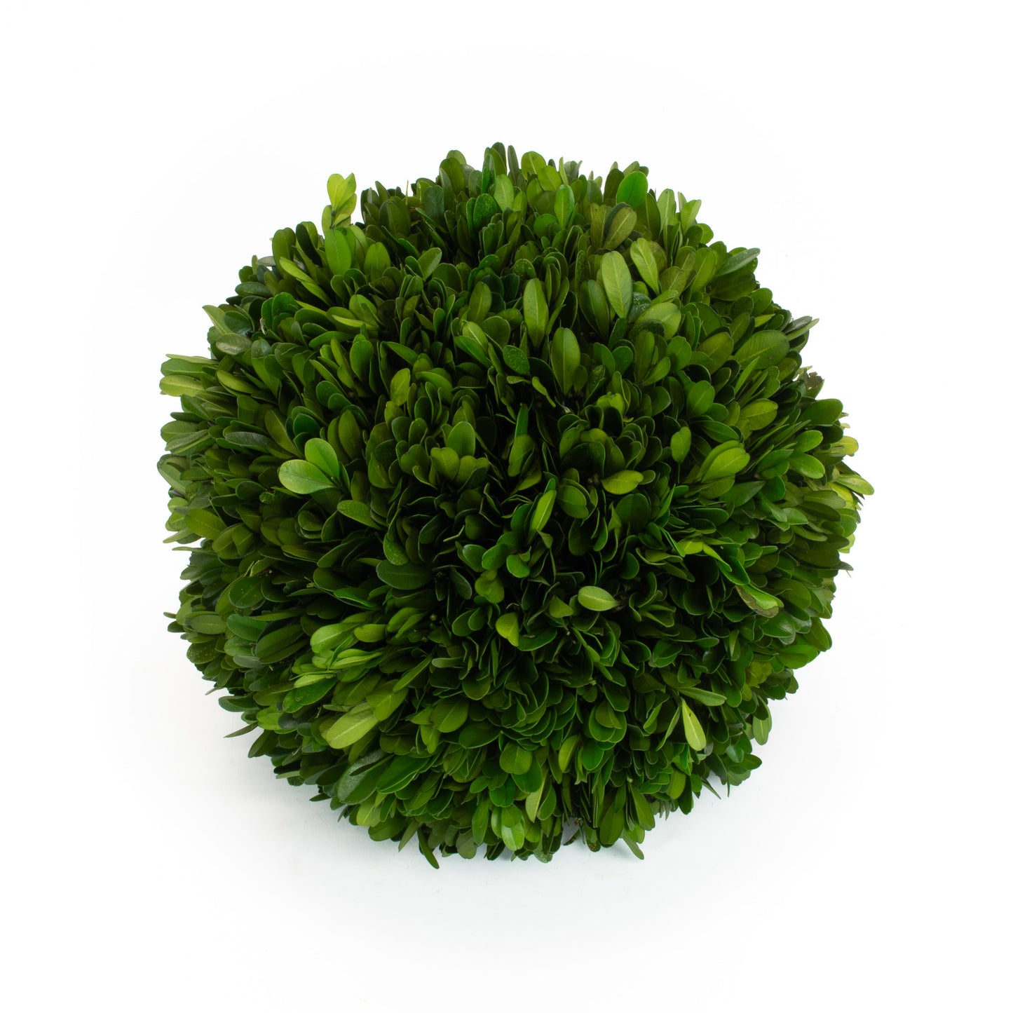 Preserved Boxwood Ball - 10"