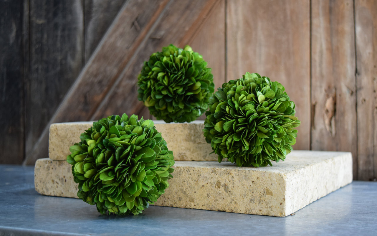 Set of 4 Preserved Boxwood Balls - 4"