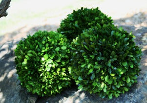 Preserved Boxwood Ball - 6"
