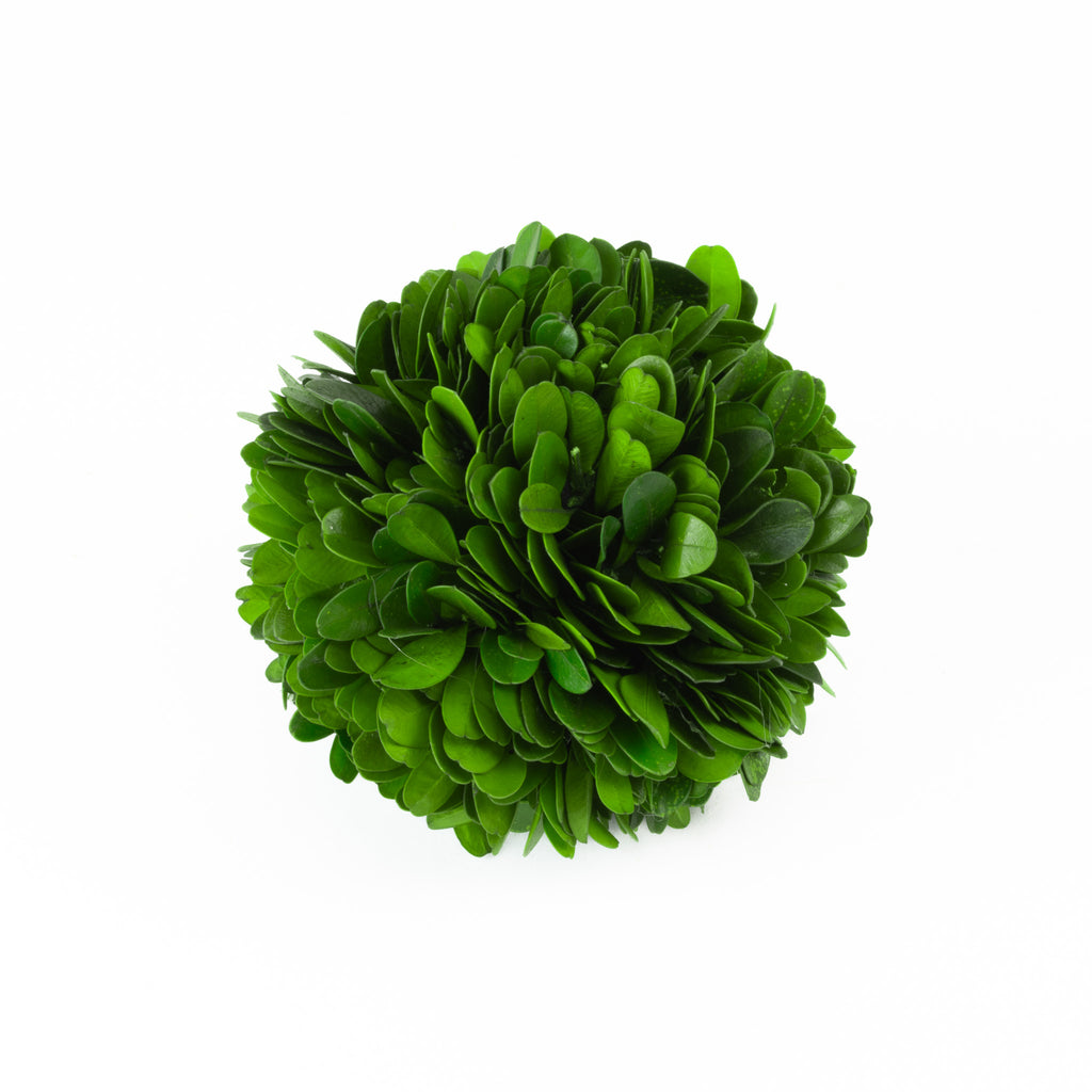 Set of 4 Preserved Boxwood Balls - 4"