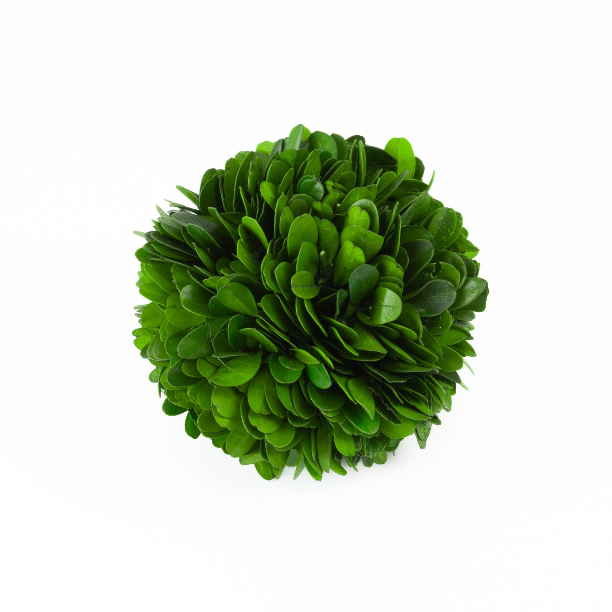 Set of 4 Preserved Boxwood Balls - 4"