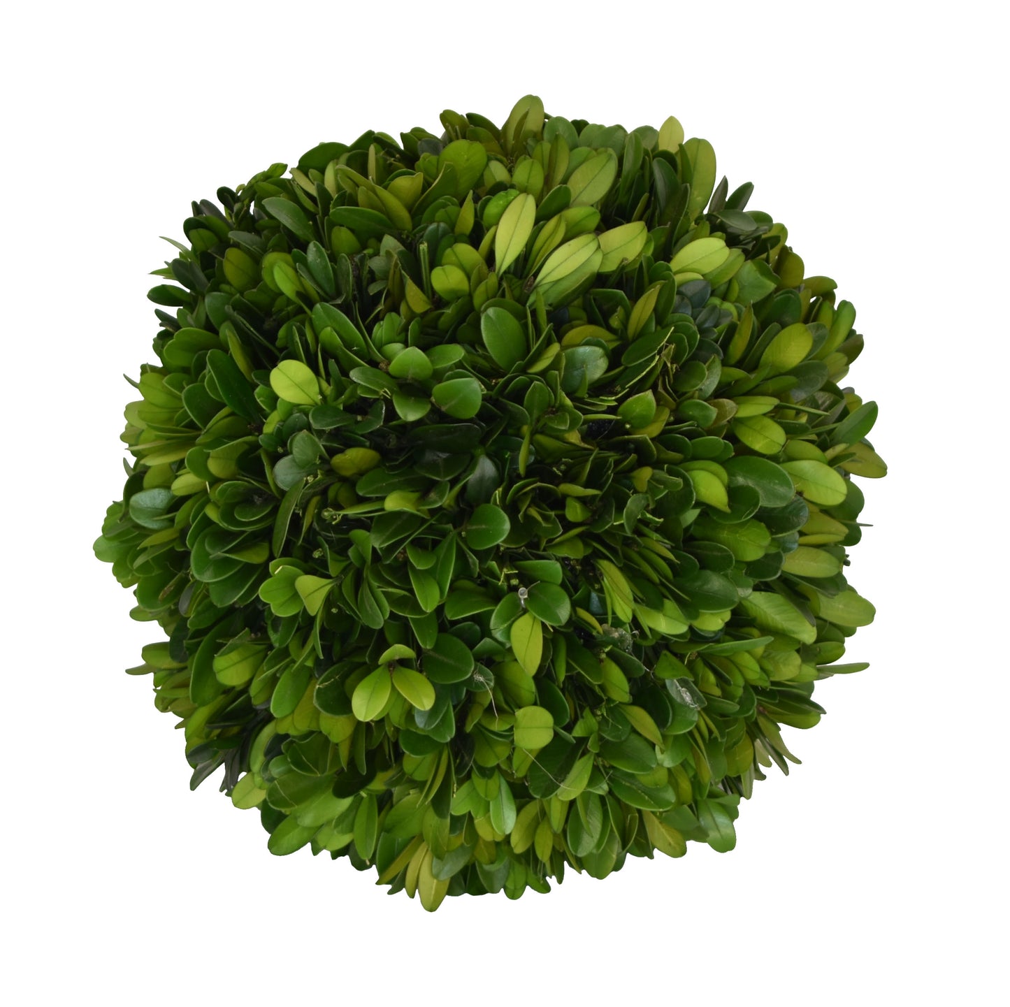 Preserved Boxwood Ball - 8"