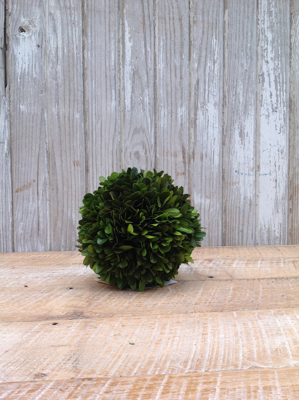 Preserved Boxwood Ball - 6"